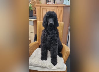 Grosspudelwelpe  Rüde