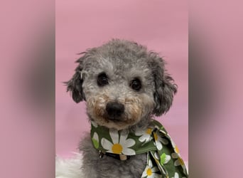 Gwansik, süßer Pudeljunge