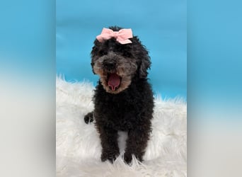 Tiki, vorsichtiger kleiner Rüde