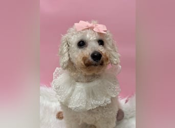 Miseol, neugieriege kleine Entdeckerin