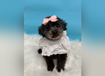 Tiki, vorsichtiger kleiner Rüde