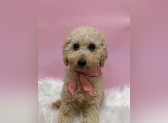 Louny, kleine Pudeldame sucht verständnisvolle, liebe Menschen