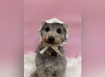 Gwansik, süßer Pudeljunge