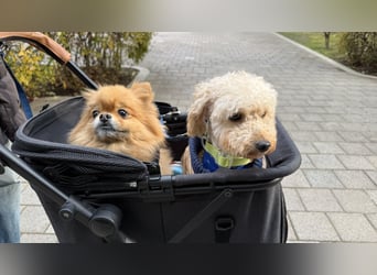 Louny, kleine Pudeldame sucht verständnisvolle, liebe Menschen