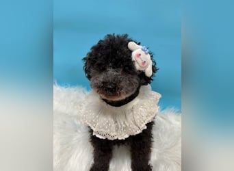 Tiki, vorsichtiger kleiner Rüde