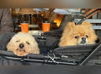 Louny, kleine Pudeldame sucht verständnisvolle, liebe Menschen