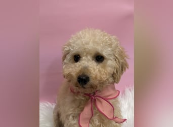 Louny, kleine Pudeldame sucht verständnisvolle, liebe Menschen