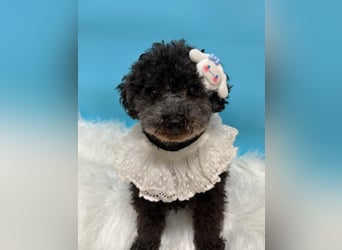 Tiki, vorsichtiger kleiner Rüde