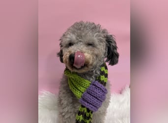 Gwansik, süßer Pudeljunge