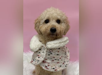 Louny, kleine Pudeldame sucht verständnisvolle, liebe Menschen