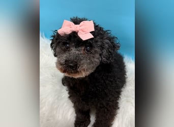 Tiki, vorsichtiger kleiner Rüde