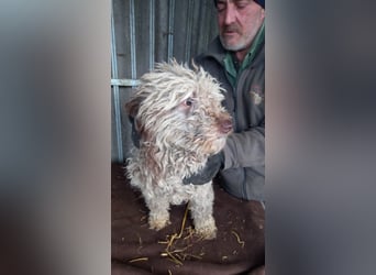 Baba-PP, kleiner Lockenkopf sucht sein Glück