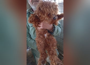 Cezar PP Raus aus dem Heim rein ins Herz