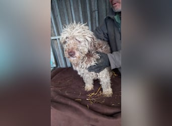 Baba-PP, kleiner Lockenkopf sucht sein Glück