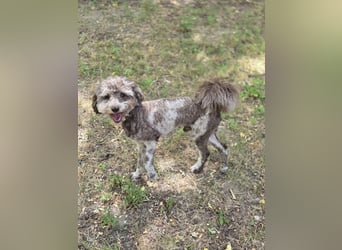 Vacak PP – kleiner Kämpfer mit großem Herzen sucht Liebe!