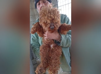 Cezar PP Raus aus dem Heim rein ins Herz