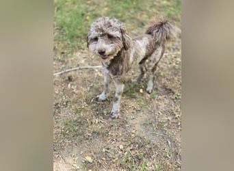 Vacak PP – kleiner Kämpfer mit großem Herzen sucht Liebe!