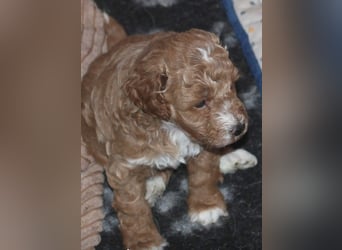 Toy und Zwergpudel Babys aus deutscher geprüfter Zucht