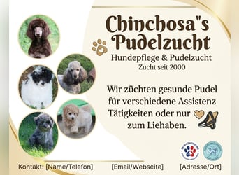 Toy und Zwergpudel Babys aus deutscher geprüfter Zucht