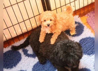 Toy und Zwergpudel Babys aus deutscher geprüfter Zucht