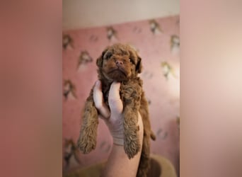 Toy und Zwergpudel Babys aus deutscher geprüfter Zucht
