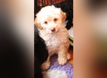 Toy und Zwergpudel Babys aus deutscher geprüfter Zucht