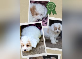 Toy und Zwergpudel Babys aus deutscher geprüfter Zucht