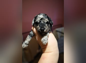 Toy und Zwergpudel Babys aus deutscher geprüfter Zucht