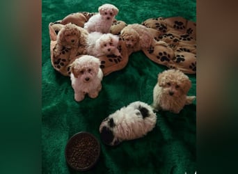 Toy und Zwergpudel Babys aus deutscher geprüfter Zucht