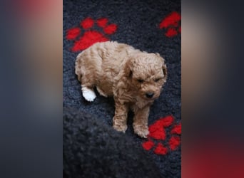 Toy und Zwergpudel Babys aus deutscher geprüfter Zucht
