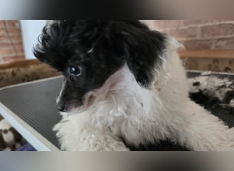 Toy und Zwergpudel Babys aus deutscher geprüfter Zucht