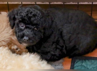 Toy und Zwergpudel Babys aus deutscher geprüfter Zucht