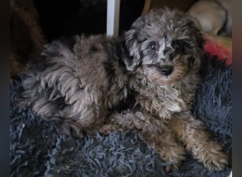 Toy und Zwergpudel Babys aus deutscher geprüfter Zucht