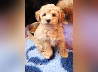 Toy und Zwergpudel Babys aus deutscher geprüfter Zucht