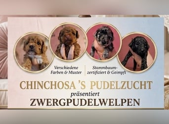 Toy und Zwergpudel Babys aus deutscher geprüfter Zucht