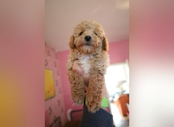 Toy und Zwergpudel Babys aus deutscher geprüfter Zucht