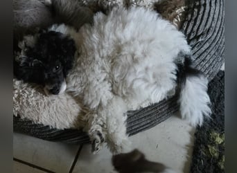 Toy und Zwergpudel Babys aus deutscher geprüfter Zucht