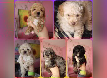 Toy und Zwergpudel Babys aus deutscher geprüfter Zucht
