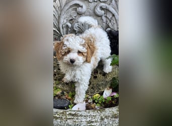 Toy und Zwergpudel Babys aus deutscher geprüfter Zucht