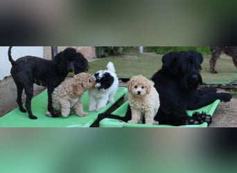 Toy und Zwergpudel Babys aus deutscher geprüfter Zucht