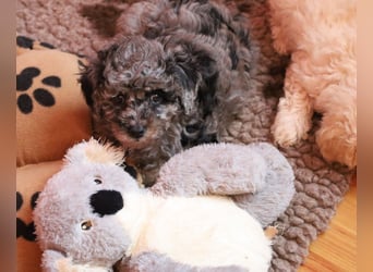 Toy und Zwergpudel Babys aus deutscher geprüfter Zucht