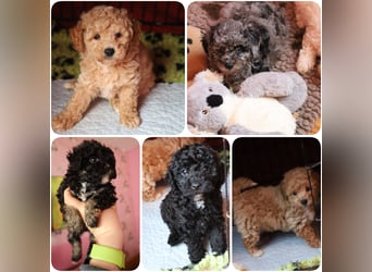 Toy und Zwergpudel Babys aus deutscher geprüfter Zucht