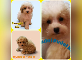 Toy und Zwergpudel Babys aus deutscher geprüfter Zucht