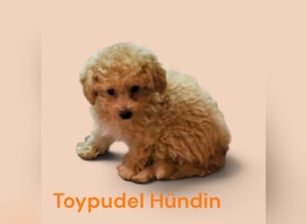 Toy und Zwergpudel Babys aus deutscher geprüfter Zucht