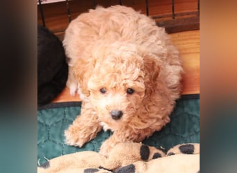 Toy und Zwergpudel Babys aus deutscher geprüfter Zucht