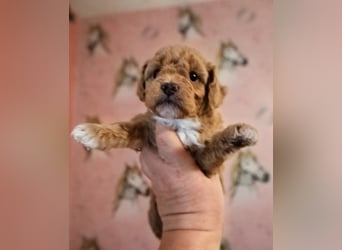 Toy und Zwergpudel Babys aus deutscher geprüfter Zucht