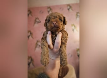 Toy und Zwergpudel Babys aus deutscher geprüfter Zucht