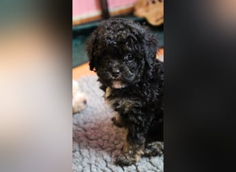 Toy und Zwergpudel Babys aus deutscher geprüfter Zucht