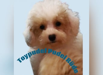 Toy und Zwergpudel Babys aus deutscher geprüfter Zucht