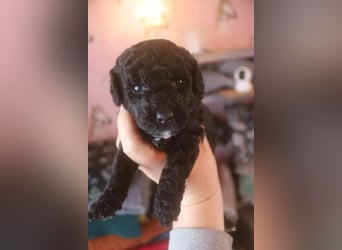 Toy und Zwergpudel Babys aus deutscher geprüfter Zucht